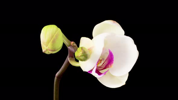 Blooming White Orchid Phalaenopsis Flower