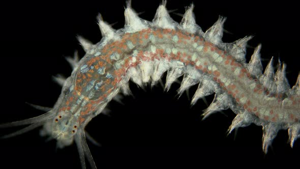 Worm Platynereis Sp. Under the Microscope, Class Polychaeta, Nereididae Family