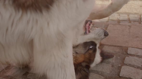 Two Dogs are Playing Mating