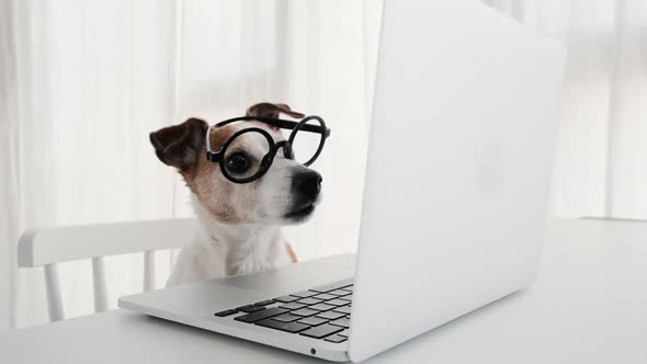 Dog Using Computer in Nerd Glasses Laptop Keyboard