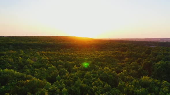 Beautiful sunset over the woodland. Orange sun reflects on dark green trees of the forest.