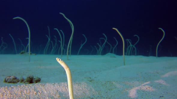 Underwater Beautiful Garden Eels