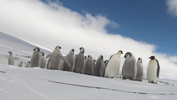 Emperor Penguins with Chiks Close Up in Antarctica