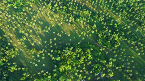 An aerial view from a drone flying over many coconut trees