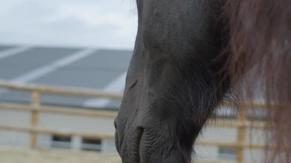 Close up of a horse