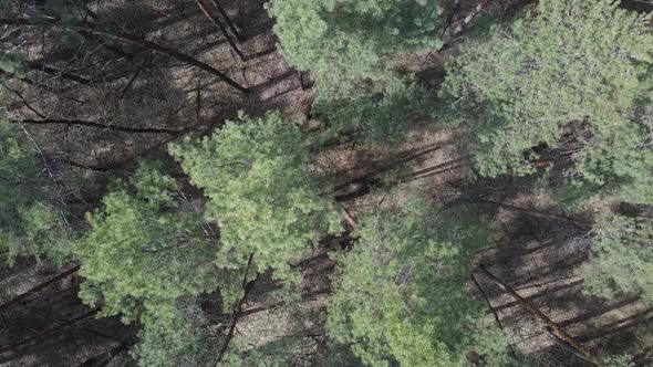 Green Pine Forest By Day Aerial View