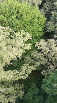 Aerial View of Green Forest in Summer