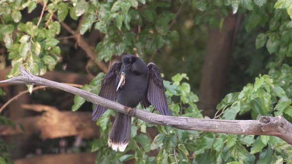 Close view of male anhinga bird sitting on tree branch by green leaves