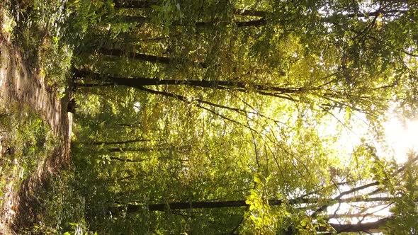 Vertical Video Autumn Forest with Trees in Ukraine Slow Motion