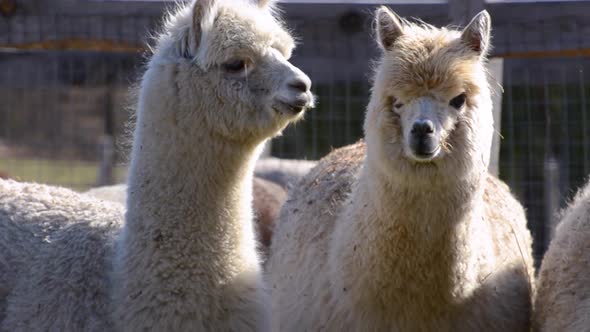 Closeup Shot of Adorable Alpacas