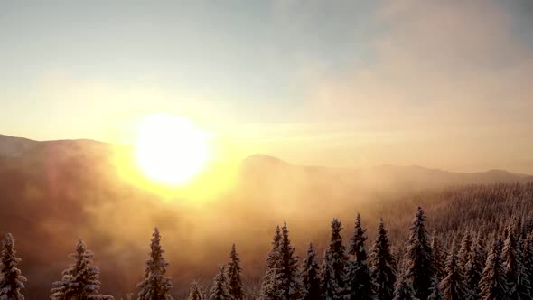 Drone Spin Around Snow Covered Frozen Pine Forest in Mountain Valley