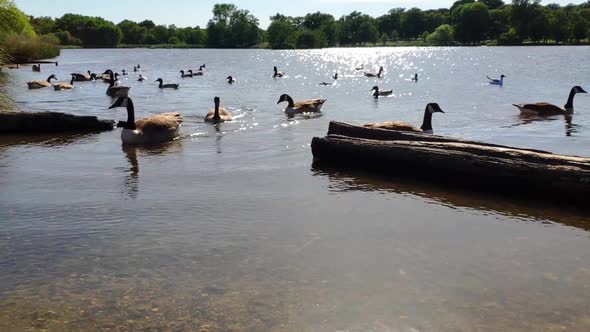 Richmond park's pond on a sunny summer day. There is a bunch of geese very close to the pond's entra