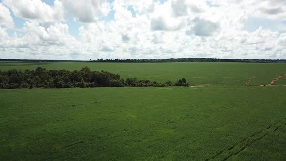 Aerial image of a small native forest in the Amazon in the middle of a soybean field.