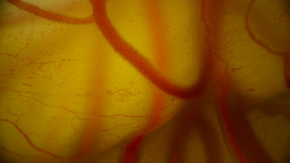 Movement of Blood Through the Vessels of the Circulatory System in Quail Embryo in the Egg