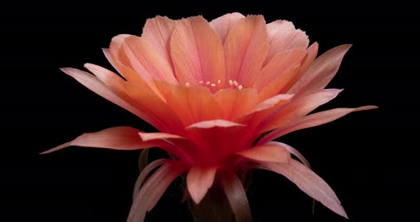Old-rose Colorful Flower Timelapse of Blooming Lobivia Cactus Opening