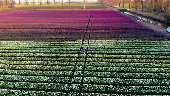 Couple Man and Woman in Flower Field Tulip Field in The Netherlands Colorful Tulip Fields in