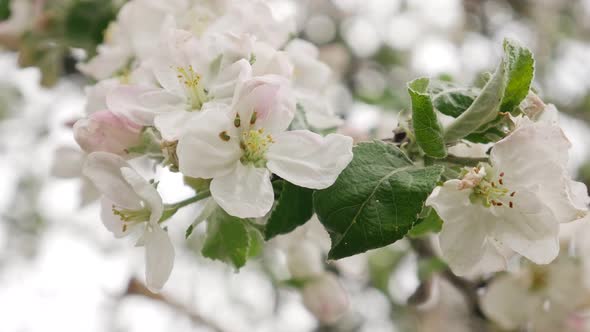 Blossoming Tree Brunch with White Flowers and Green Leaves in Garden