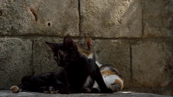 Cats Rest on the Streets of Istanbul Near a Stone Wall on a Sunny Day