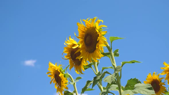 A Field of Yellow Sunflower Flowers Against a Background of Clouds. A Sunflower Sways in the Wind