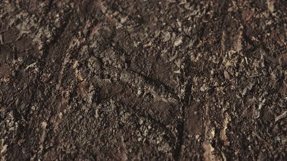 Wheel Tracks on Rough Road alt