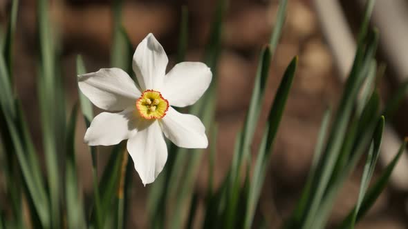 Early spring daffodil  plant petals and pistil 4K 2160p 30fps UltraHD footage - Detailed Narcissus p