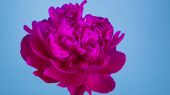 Pink Peony Flower Blooming