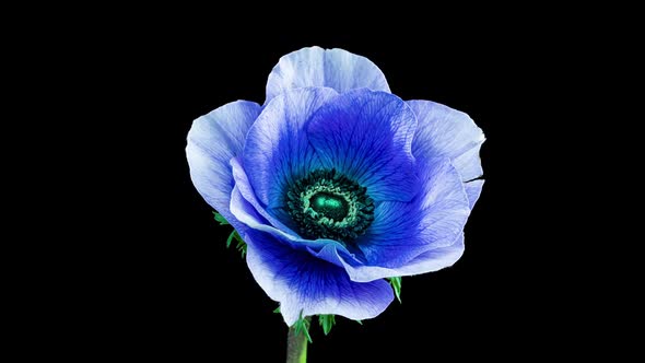 Beautiful Blue Anemone Flower Blooming on Black Background Closeup