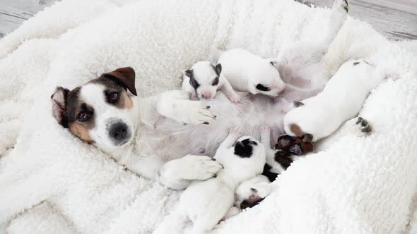 Newborn Puppies Sucking Dog Milk