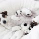 Newborn Puppies Sucking Dog Milk - VideoHive Item for Sale