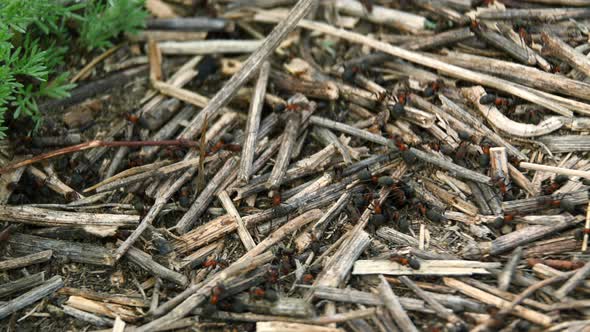 A Small Black Ants with Red Thorax Are Carry Dry Twigs on the Anthill, Close-up. Insects in Their