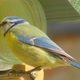 Blue Tit 001 - VideoHive Item for Sale