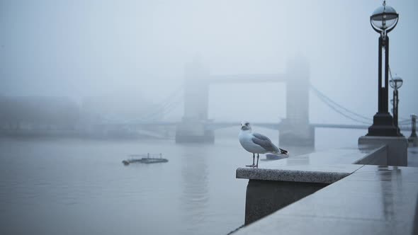 Seagull in empty, deserted Central London at Tower Bridge on a cool blue misty morning on day one of