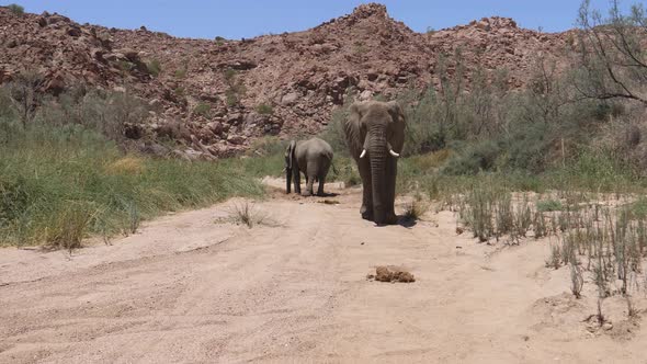 Desert elephant walks towards the camera