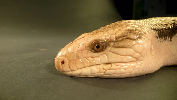 Blue-tongued Lizard Showing His Blue Tongue at Black Background. Extreme Macro Shot, Close Up