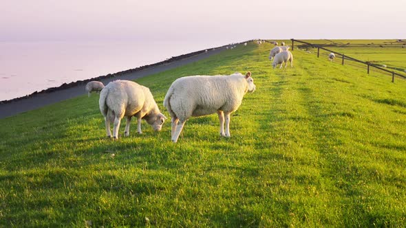 Two young ram organic farming sheep Terschelling island Netherlands
