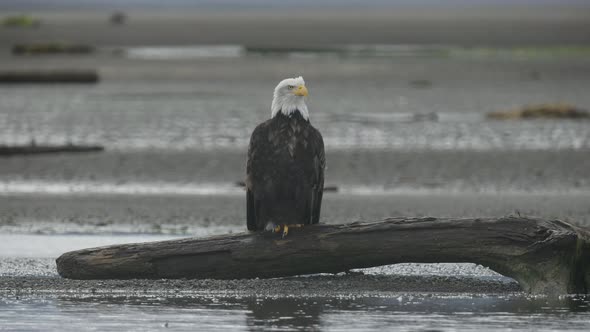 Eagle Standing on Log on Shore