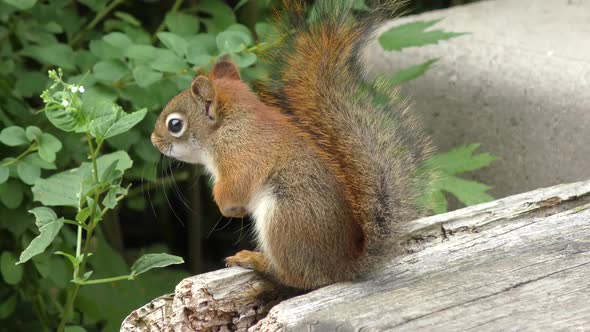  Ground Squirrel in a park