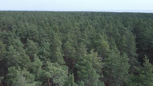 Green Pine Forest By Day Aerial View