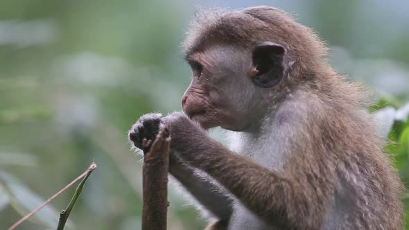 Monkey eats leaves in a tree