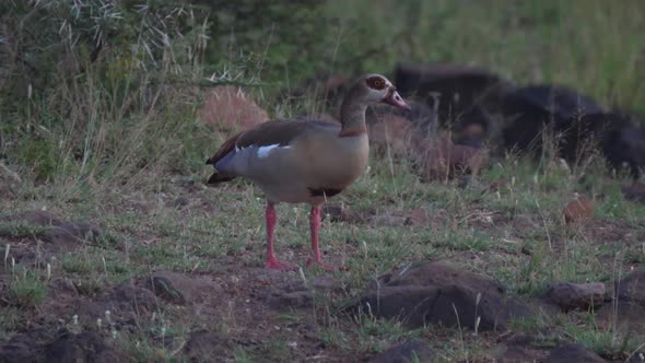 Egyptian goose grazing at uMkhuze Game Reserve in South Africa