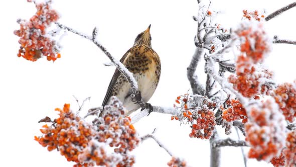 Thrush on the Rowan Berry Tree