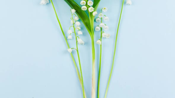 Small Fragile White Fragrant Lily of the Valley Flowers Lie