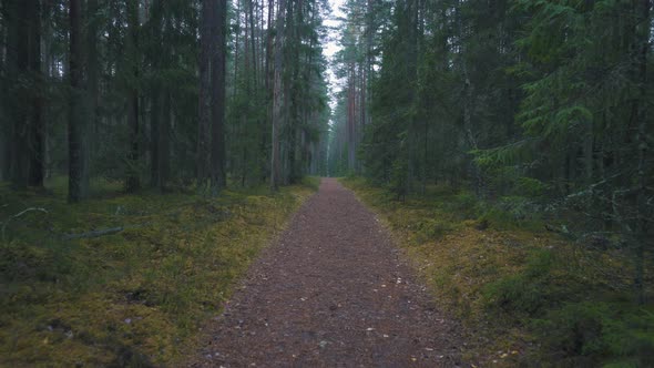Running Along The Pine Forest Path. Pov Steadicam Shot 4K	