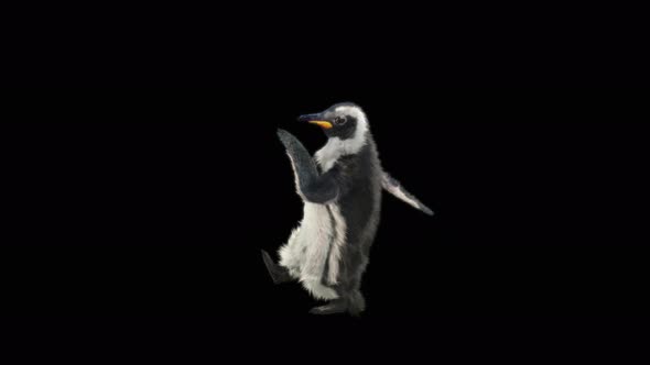 Penguin Dancing 4K