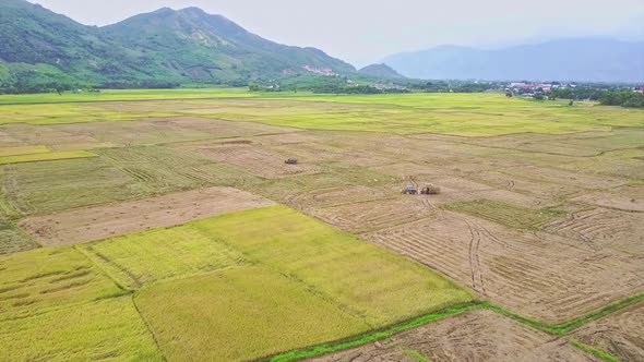 Aerial Panorama of Rural Landscape with Rice Fields
