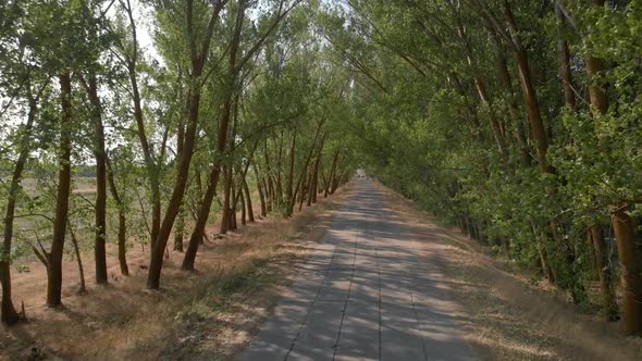 Summer Scene with Road in Forest