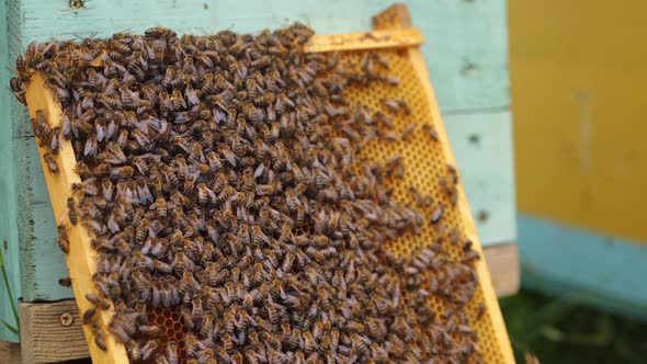 Working bees produce honey. Cute brown useful bees crowl on frame near hives.
