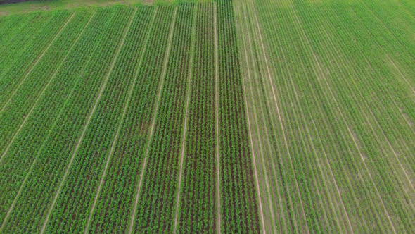 Aerial: tractor working on cultivated fields farmland, inustrial agriculture occupation