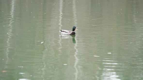 Wild duck swims on the lake.