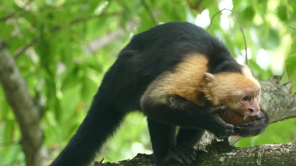 Close up from capuchin monkey very busy to eat the last pieces out a coconut shel